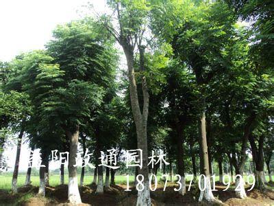 供应栾树，栾树价格，移植栾树，政通园林批发杀头移植栾树